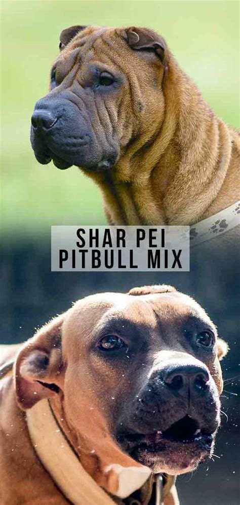 Douglas county, castle rock, co id: Shar Pei Pitbull Mix: Is the Pit Pei Right for You?