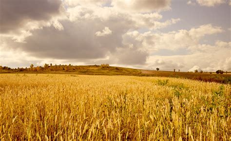 Gold Fields Free Stock Photo Public Domain Pictures