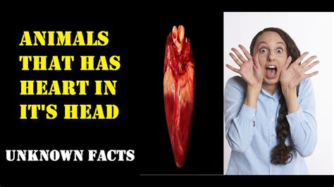 Animal That Has Heart In Its Head Top 10 Animals Fact Youtube