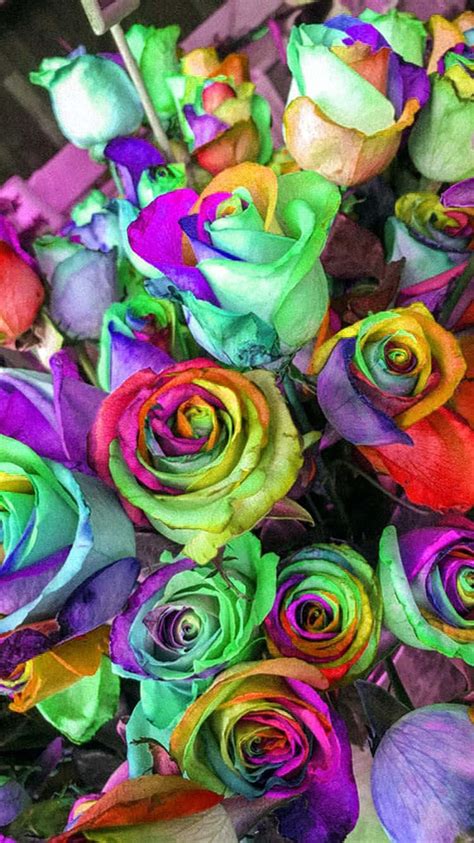 Download Rainbow Flower Iphone Wallpaper