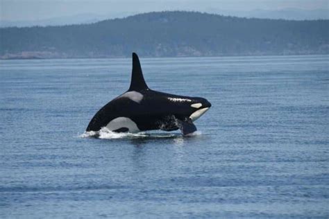 Southern Resident Killer Whales Have Not Been Getting Enough To Eat