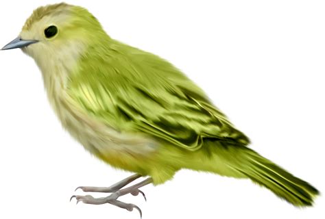 นก Png ดาวน์โหลดรูปภาพได้ฟรี Crazypng Png ภาพฟรีดาวน์โหลด Crazypng