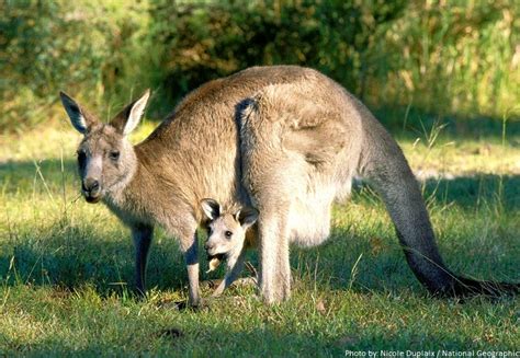 Interesting Facts About Kangaroos Just Fun Facts