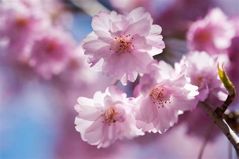 Cherry Blossom Branch Skye Hohmann Photography And Writing Cherry