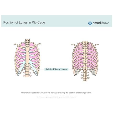 Organs Within Ribcage Rib Cage Growing Inward Uneven Rib Cage