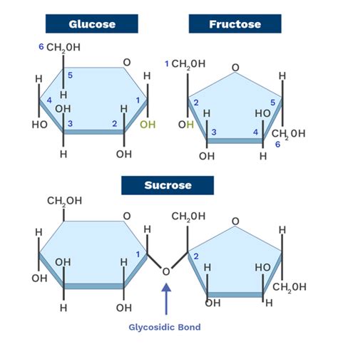 Glycosidic Linkage Type Of Covalent Bond