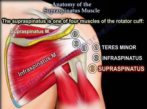 Anatomy Of Supraspinatus —