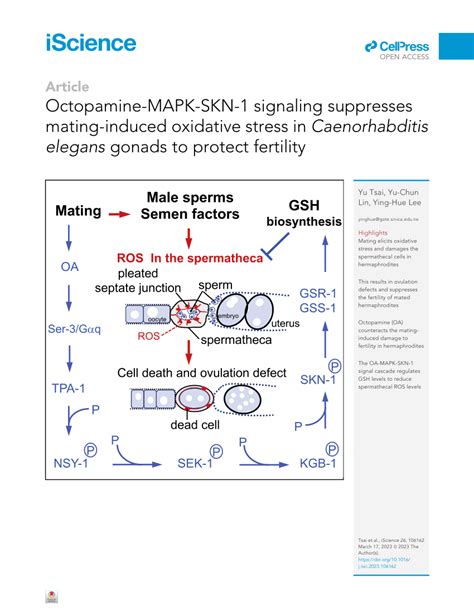 Pdf Octopamine Mapk Skn 1 Signaling Suppresses Mating Induced Oxidative Stress In