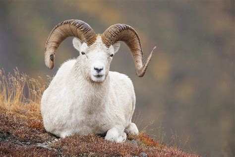 Dall Sheep Ram Photograph By Tim Grams Fine Art America