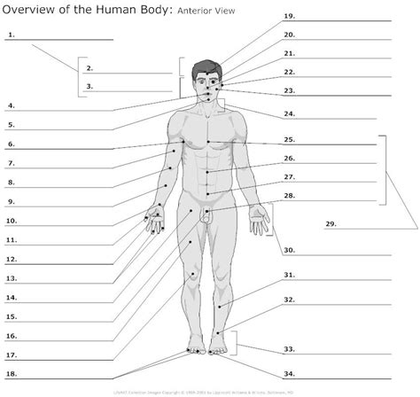 Anterior View Of The Human Body Unlabeled Anatomy Pinterest Human