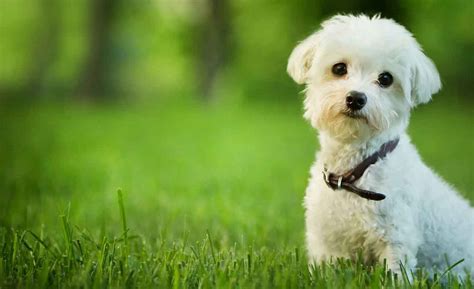 Maltese Facts And Personality Traits Pets Feed