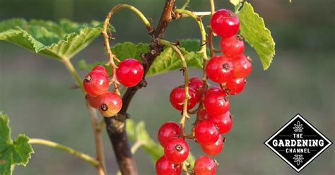Types Of Red Berries Gardening Channel