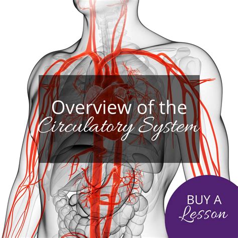 Teach Yoga Anatomy Introduction To The Circulatory System