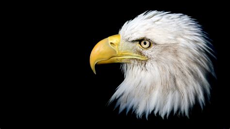 Animal Bald Eagle 4k Ultra Hd Wallpaper