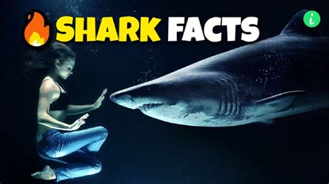Shark Facts Mind Blowing Facts Mind Blown Did You Know Whale Info