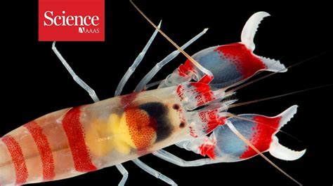 How Do Ultrafast Snapping Shrimp Close Their Claws So Quickly Youtube