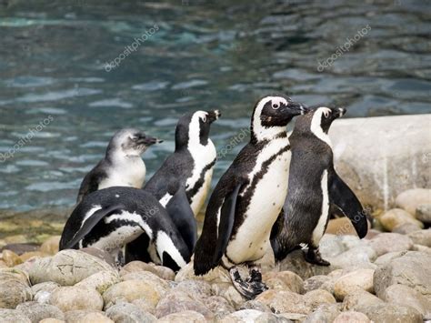 Group Of Penguins Playing — Stock Photo © Wingnutdesigns 2805715