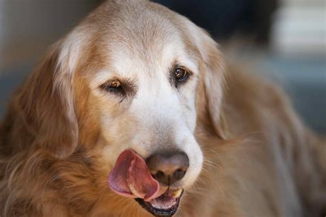 Salivary Disorders In Dogs Symptoms Causes Diagnosis Treatment