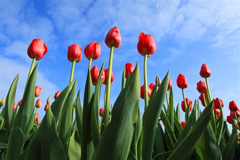 Fields Of Beautiful Red Tulips Free Image Download