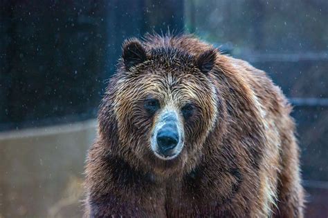 Zoo Improvements Continue With Grizzly Bear Habitat Updates Cmzoo