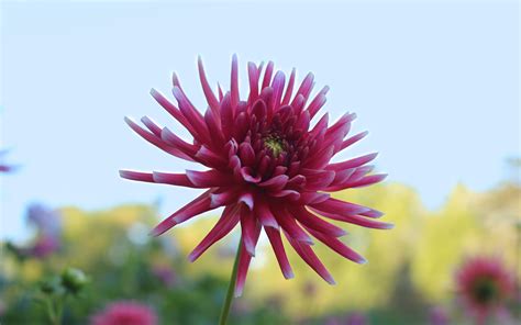 Selective Focus Photography Of Pink Dahlia Flower Hd Wallpaper