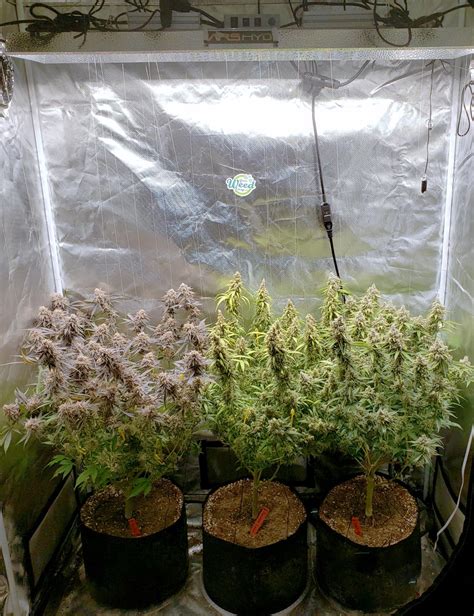Gwe Ready To Harvest Cannabis Picture Gallery Better Yields