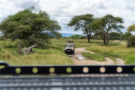 Safári No Tarangire Tanzânia Tudo O Que Você Precisa Saber Além Da