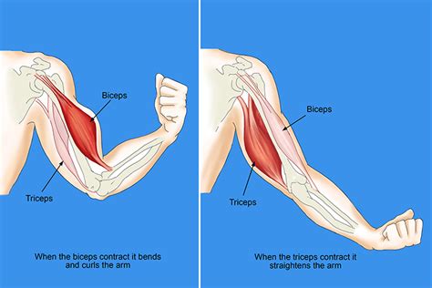 The Bicep And Tricep Muscles Can Be Found In The Arm