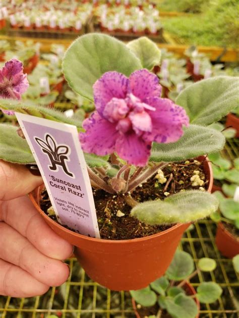 Suncoast Coral Razz African Violet Live Plant Young Starter In A 4 Pot
