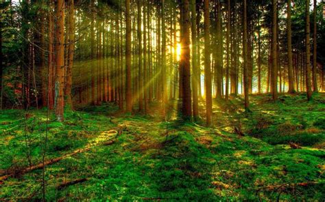 Green Forest Wallpaper for Android - APK Download