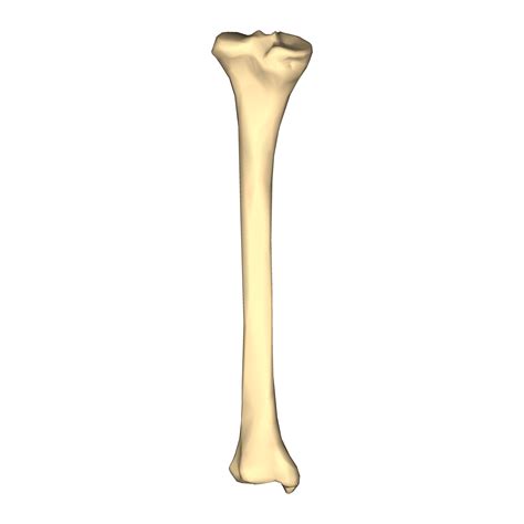 Fileleft Tibia Close Up Posterior Viewpng Wikimedia Commons