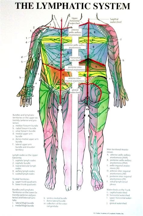 Individual Lymphatic System Poster Full Body Front And Back Pms