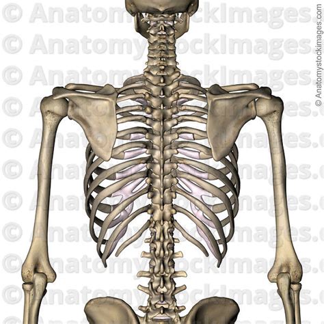 Anatomy Stock Images Torso Ribcage Ribs Costae Costal Cartilage