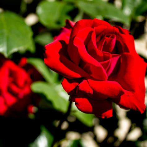 60 Lovely Pictures Of Red Roses