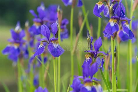 Blue Iris Flowers Stock Image Image Of Season Flora 86738537