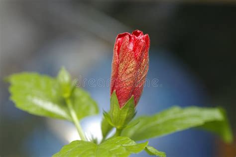Budding Red Hibiscus Flower Stock Photo Image Of Green Horticultural