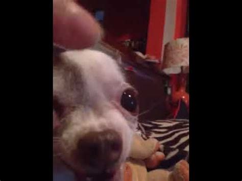 Oliver The Killer Chihuahua Youtube