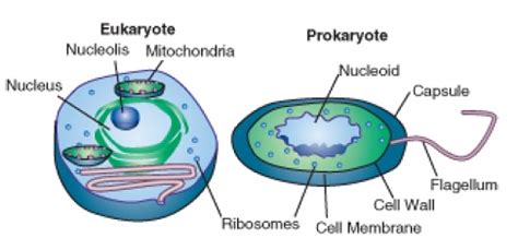 Maybe you would like to learn more about one of these? Kingdom of life: prokaryotes and eukaryotes