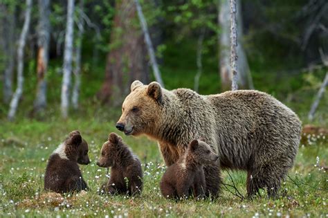 Download animal cell images and photos. Bear Family Background | Gallery Yopriceville - High ...