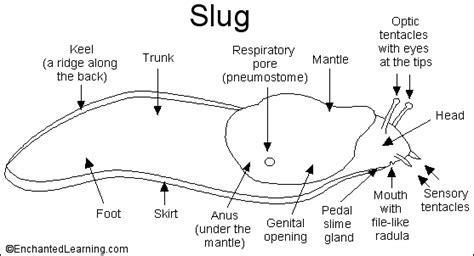 Mrs Simonsons Class Did You Know Slugs