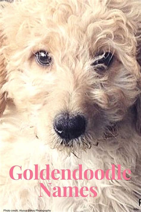 150 Goldendoodle Girl Names Cute Unique A Dood Able Girl Dog
