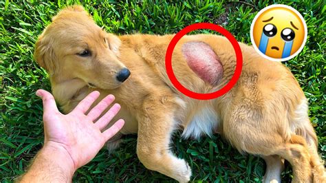 My Puppy Has A Massive Cyst Will She Be Okay Youtube