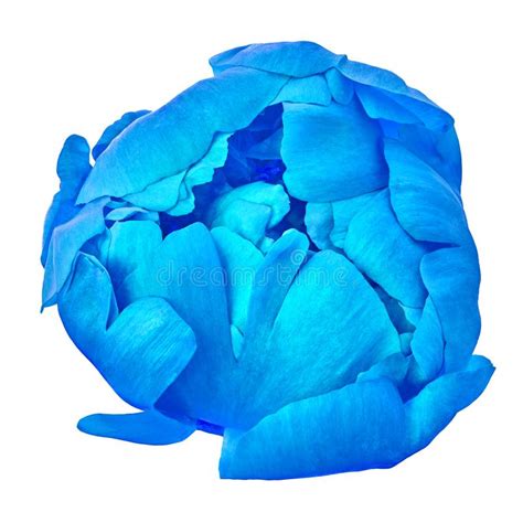 Flower Blue Peony Isolated On A White Background Close Up Stock Image