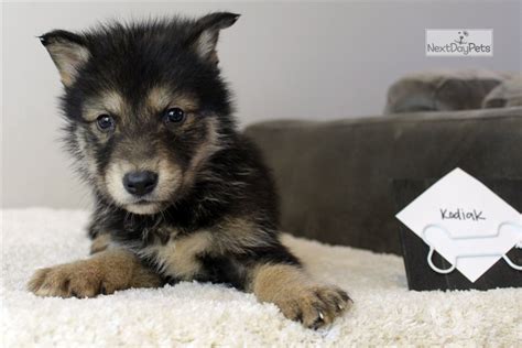 Kodiak Wolf Hybrid Puppy For Sale Near Charlotte North Carolina