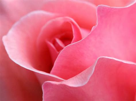 Get Way Look Pink Rose Flower Photo