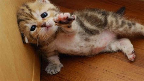 21 Of The Cutest Cats Ever Found Each One More Adorable Than The Other