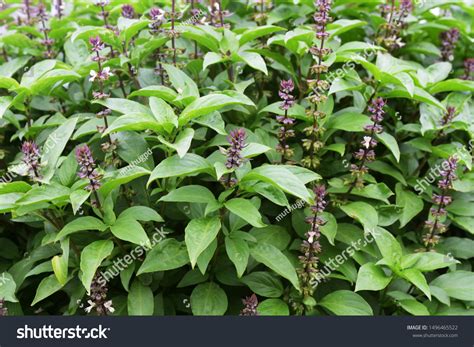 5896 Tulsi Plant Images Stock Photos And Vectors Shutterstock