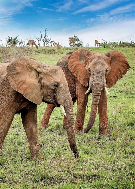 13 Fun Facts About African Bush Elephants Habitat Scientific Name Range Lifespan