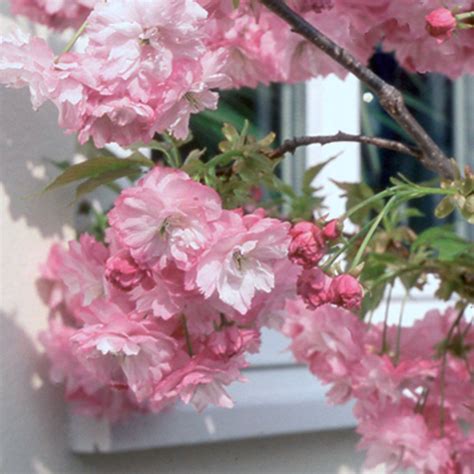 My favourite trees with a beautiful display of summer flowers. Prunus Little Pink Perfection | Dwarf Cherry Blossom Tree