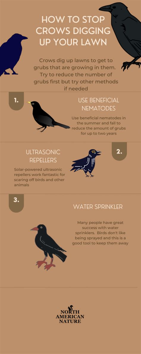 How To Stop Crows Digging Up Your Lawn